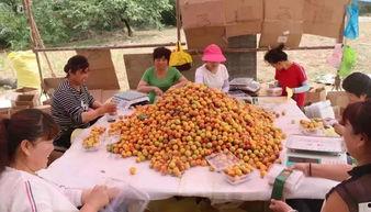 9杏在线精品,探索数字娱乐新境界